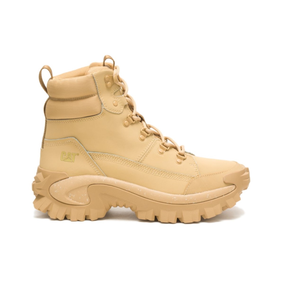 Bota De Transgressão De Sapato De Gato Curry