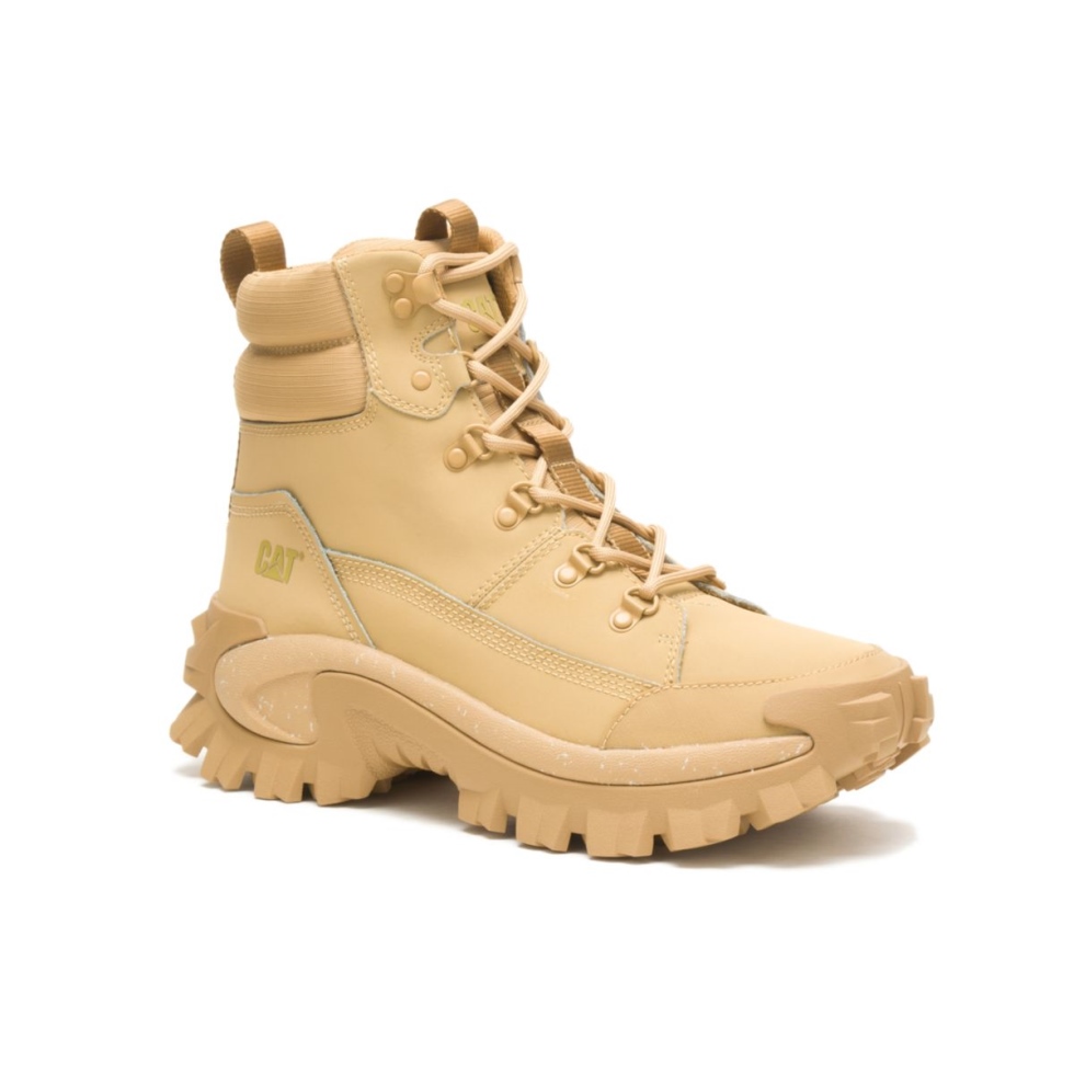 Bota De Transgressão De Sapato De Gato Curry